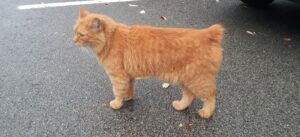 The Manx cat, without a tail
