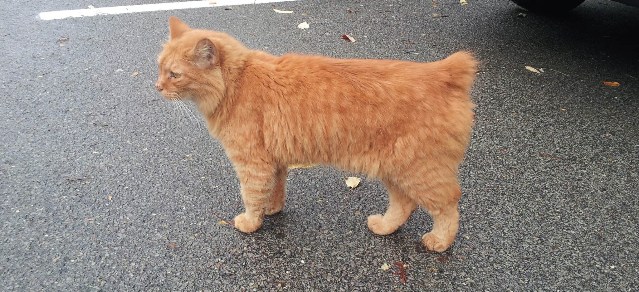 The Manx cat, without a tail