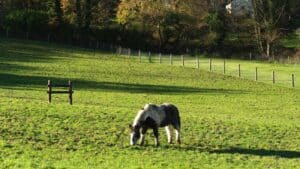 Isle of Man Family Holiday with Kids The Home of Rest for Old Horses Isle of Man Family Holiday with Kids The Home of Rest for Old Horses
