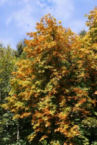 Autumn colour in a Manx glen
