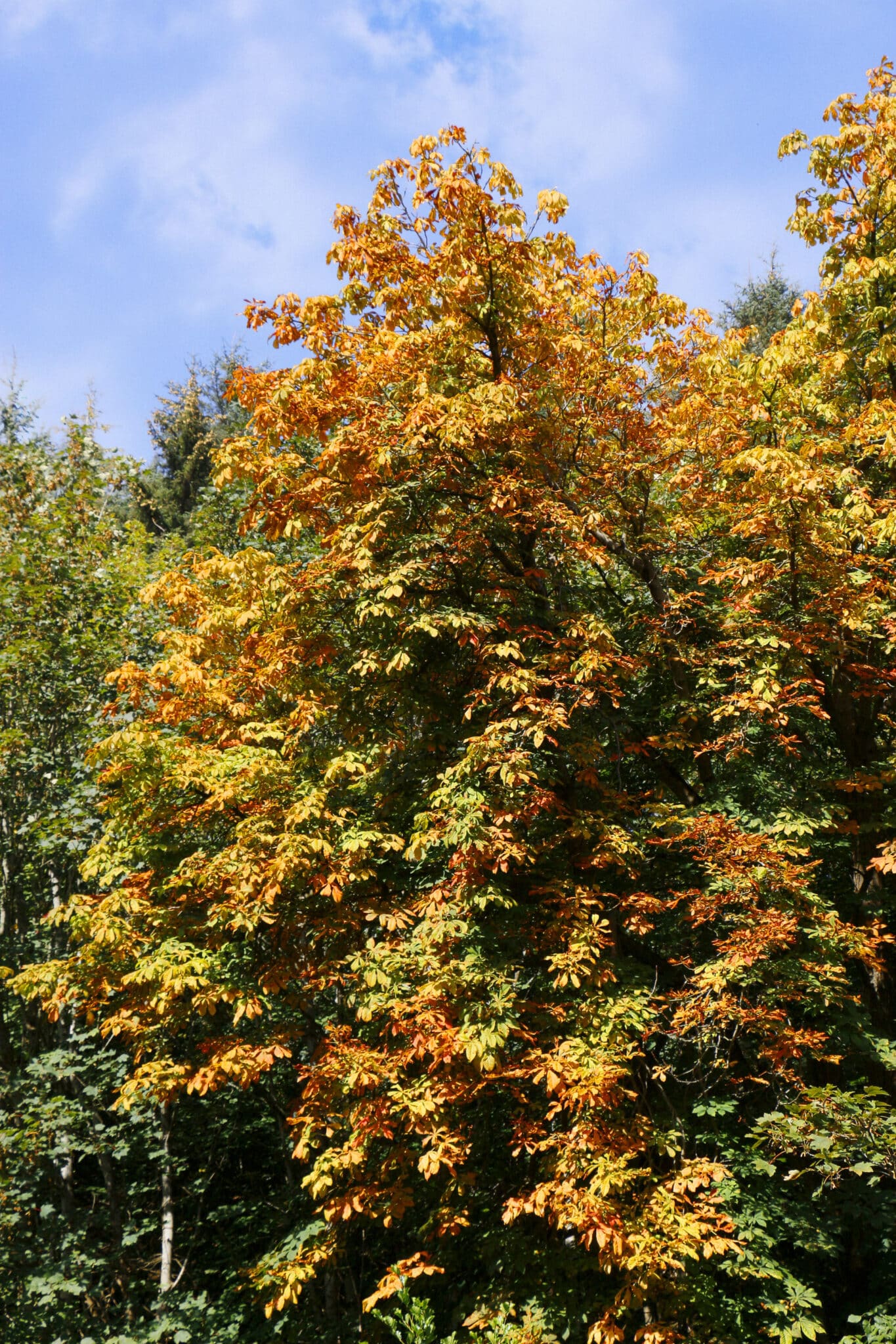 Autumn colour in a Manx glen